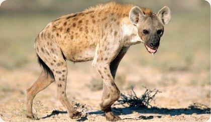 Pilanesberg Brown Hyena Image