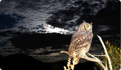 Sponsor your own Owl in Pilanesberg Game Reserve Pilanesberg Owl Box Project Image